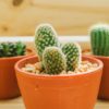 cactus-printemps