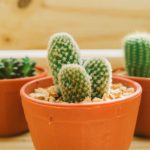 cactus-printemps