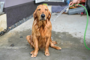 chien-shampoing-chien-fait-maison