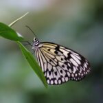 S’intéresser aux insectes et aux félins : pourquoi consulter des blogs spécialisés ?